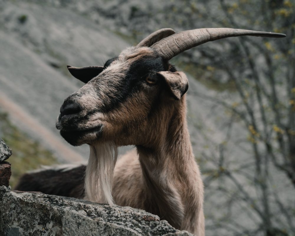 Ziege Freimaurer Goat Religion Wie passen Freimaurer und Religion zusammen?